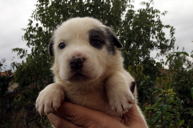Kırklareli'de ölen "Garip"in 9 yavrusuna bir hayvansever sahip çıktı